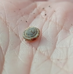 Polygyra cereolus
