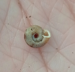 Polygyra cereolus