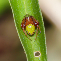 Araneus viridiventris