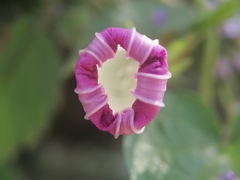 Ipomoea purpurea