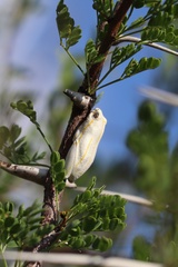 Hyperolius marmoratus taeniatus