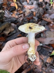 Cortinarius albofragrans