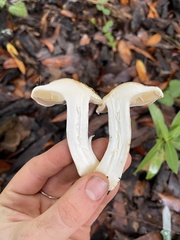 Cortinarius albofragrans