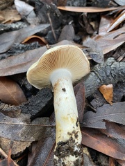 Cortinarius albofragrans
