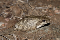 Chiromantis xerampelina