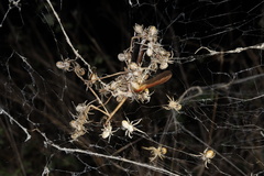 Stegodyphus dumicola