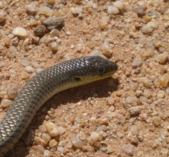 Delma inornata