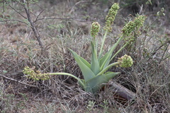 Ledebouria zebrina