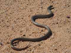 Delma inornata