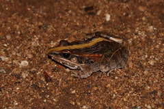 Ptychadena mossambica