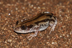 Kassina senegalensis