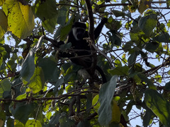Colobus guereza occidentalis