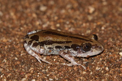 Kassina senegalensis