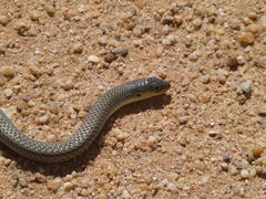 Delma inornata