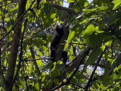 Colobus guereza occidentalis