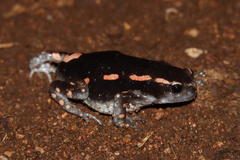 Phrynomantis bifasciatus