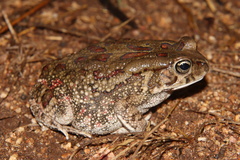 Sclerophrys garmani