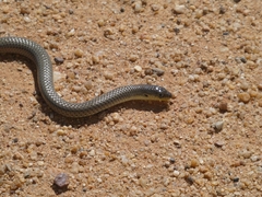 Delma inornata