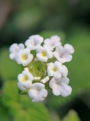 Lantana velutina