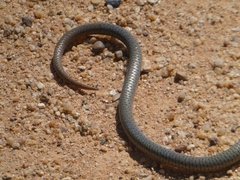 Delma inornata