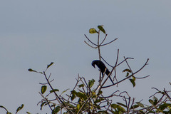 Molothrus oryzivorus