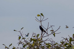 Molothrus oryzivorus