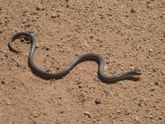 Delma inornata