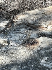 Sceloporus olivaceus
