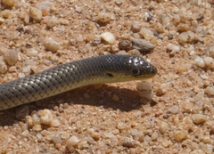 Delma inornata