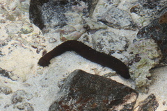 Holothuria leucospilota