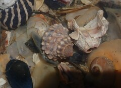 Nodilittorina pyramidalis