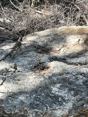 Sceloporus olivaceus