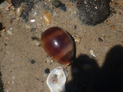 Lyncina vitellus