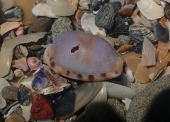 Talostolida pellucens