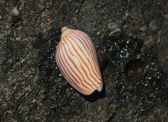 Amoria zebra