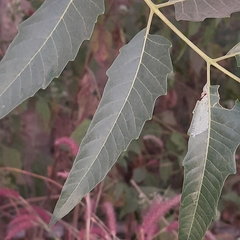 Ailanthus excelsa