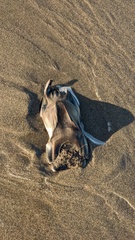 Beringraja binoculata