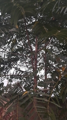 Ailanthus excelsa