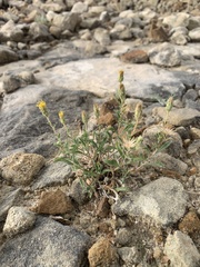 Xanthisma grindelioides