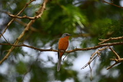 Melaenornis semipartitus