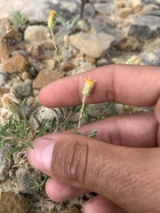 Xanthisma grindelioides