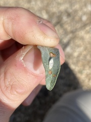 Bucculatrix enceliae