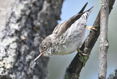 Daphoenositta chrysoptera