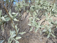 Bucculatrix enceliae