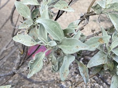 Bucculatrix enceliae
