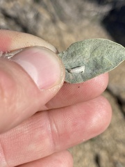 Bucculatrix enceliae