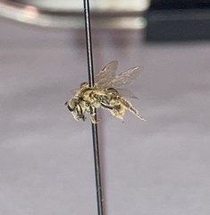Lasioglossum pilosum