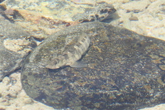 Istiblennius