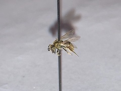 Lasioglossum pilosum