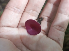 Phillipsia domingensis